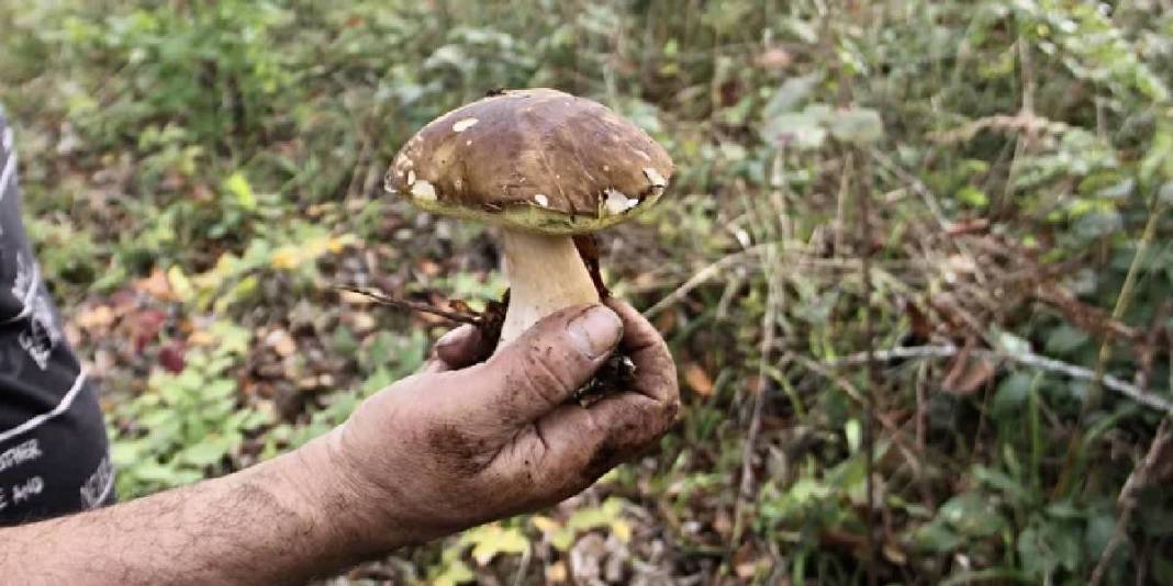 Dağ tepe geziyor tek tek topluyorlar! Yerel halkın para kaynağı: Kilosu 600 TL ediyor 6